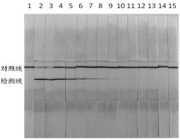 Canine parvovirus colloidal gold immunochromatography test strip and preparation method