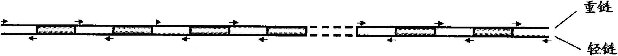 Improved mitochondrial genome complete sequence determination method