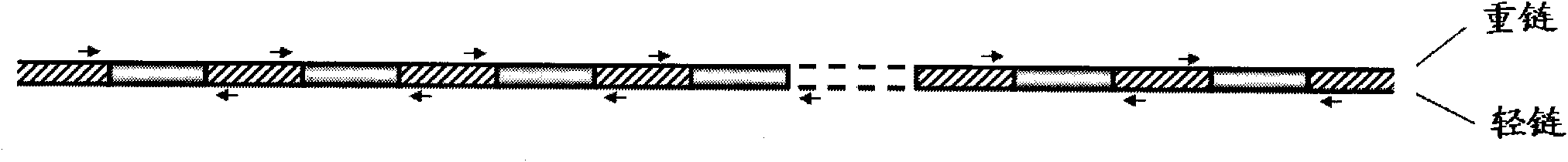 Improved mitochondrial genome complete sequence determination method