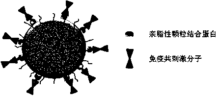 Microballoon with immobilized presented immune co-stimulation molecules and preparation method of microballoon