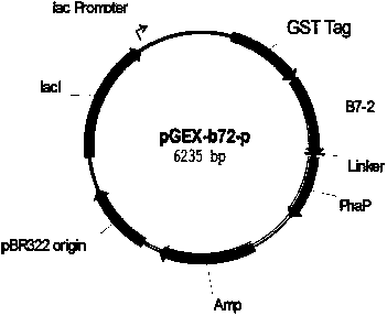 Microballoon with immobilized presented immune co-stimulation molecules and preparation method of microballoon