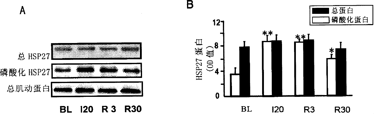 Application of HSP27 in aspect for improving post-ischemic cardiac systolic function