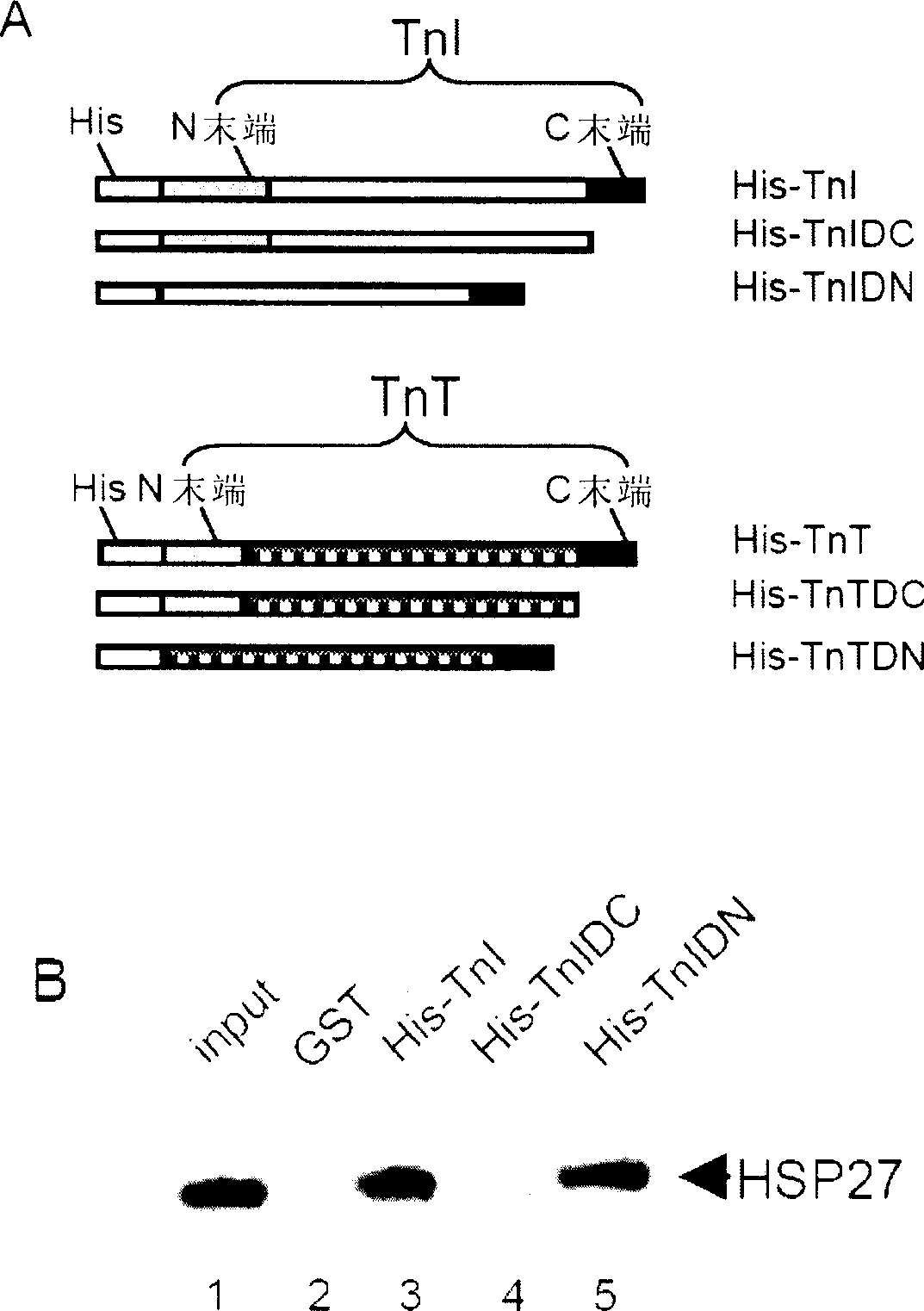 Application of HSP27 in aspect for improving post-ischemic cardiac systolic function