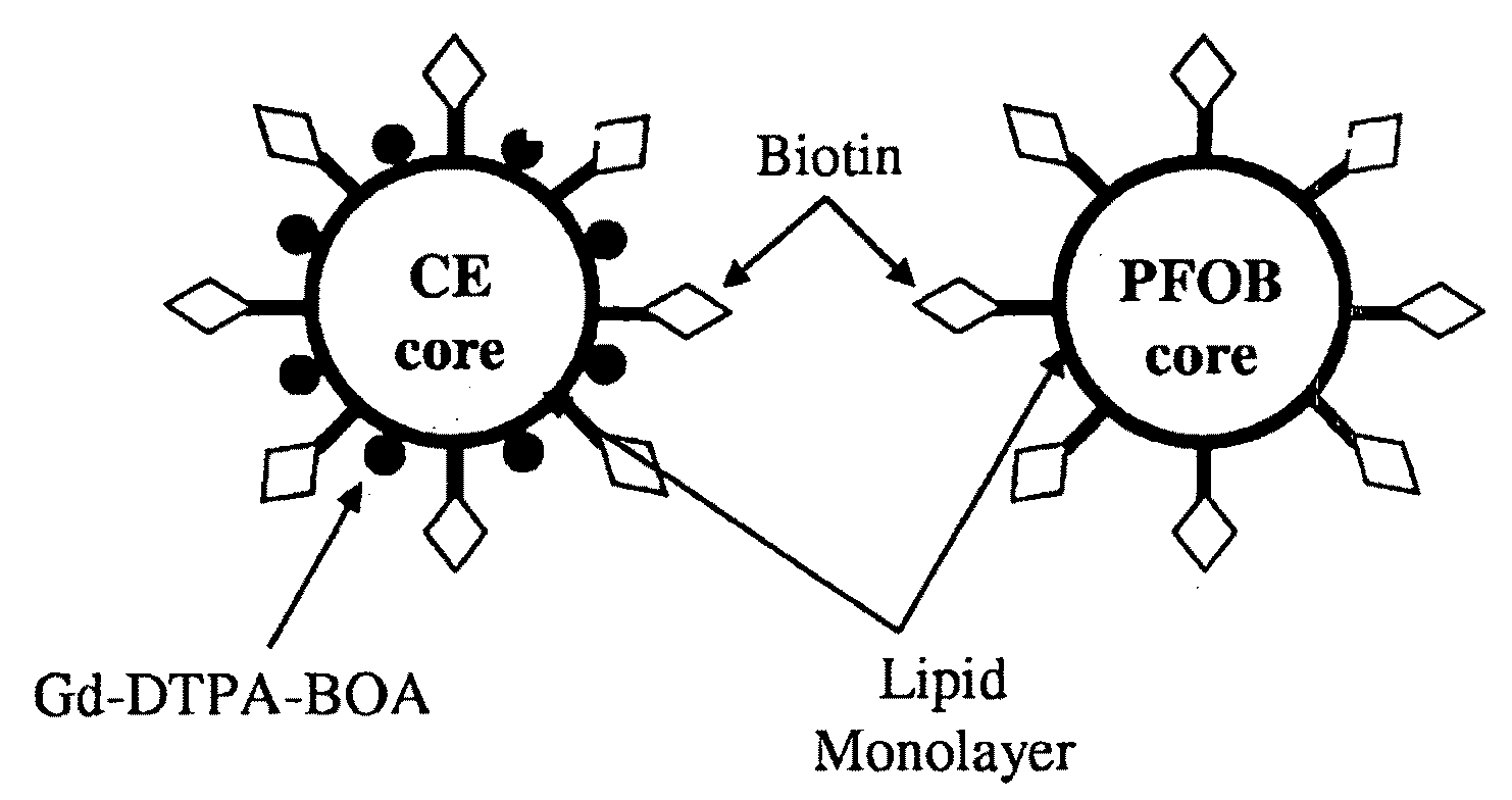 Cell labeling with perfluorocarbon nanoparticles for magnetic resonance imaging and spectroscopy