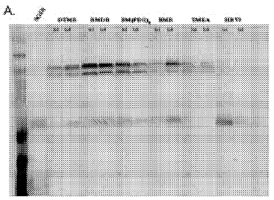 Cross-Linking of Superoxide Dismutase Monomers