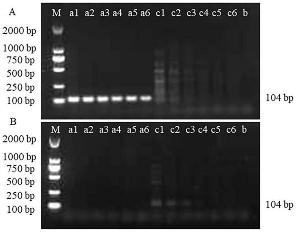 Kit for rapidly detecting hybrid pilose antler based on RAA amplification