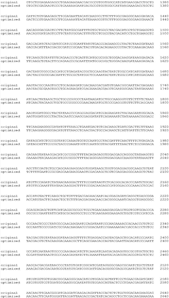 PL-LbCpf1-RR gene with high mutagenic efficiency in gene targeting, and application thereof