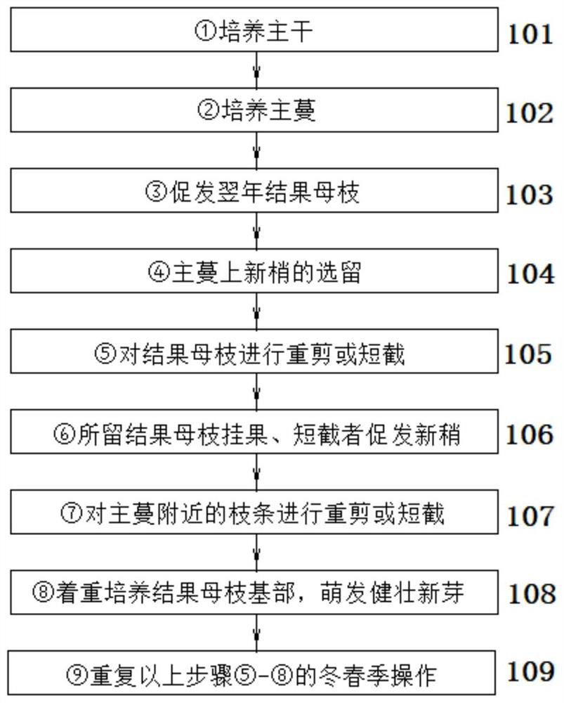 A kind of cultivation method of kiwi fruit fruiting mother branch base