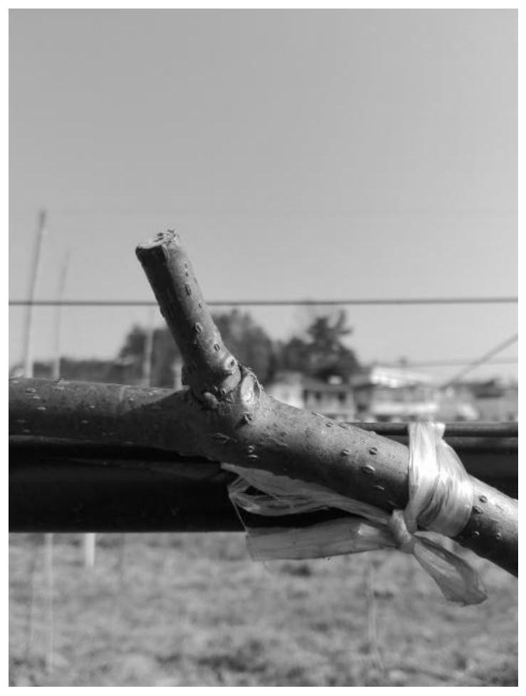 A kind of cultivation method of kiwi fruit fruiting mother branch base