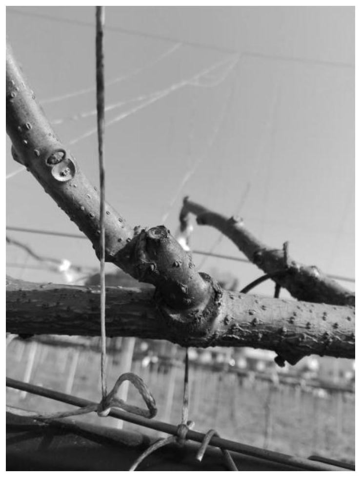 A kind of cultivation method of kiwi fruit fruiting mother branch base