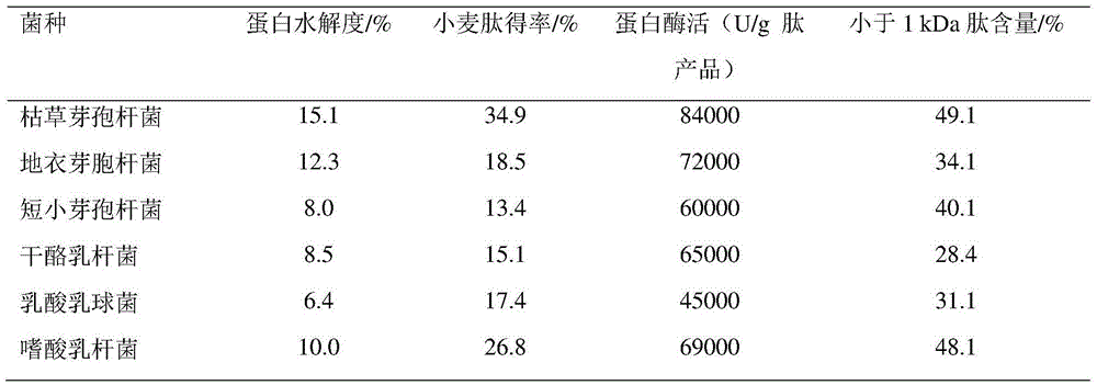 Method for preparing wheat active peptide from mixed bacterium solid state fermentation gluten powder