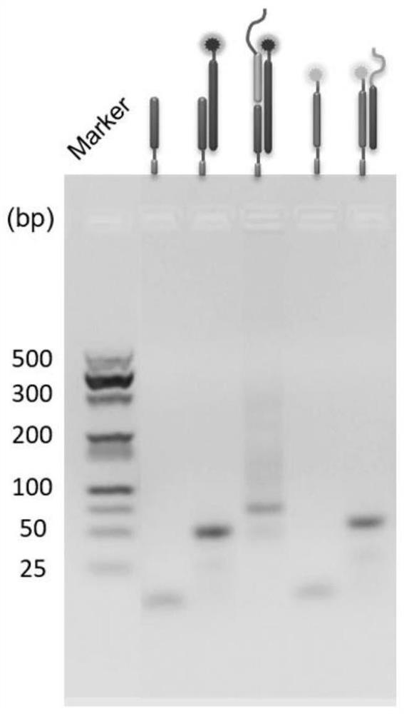 Protein proximity labeling method based on DNA nanotechnology and application thereof