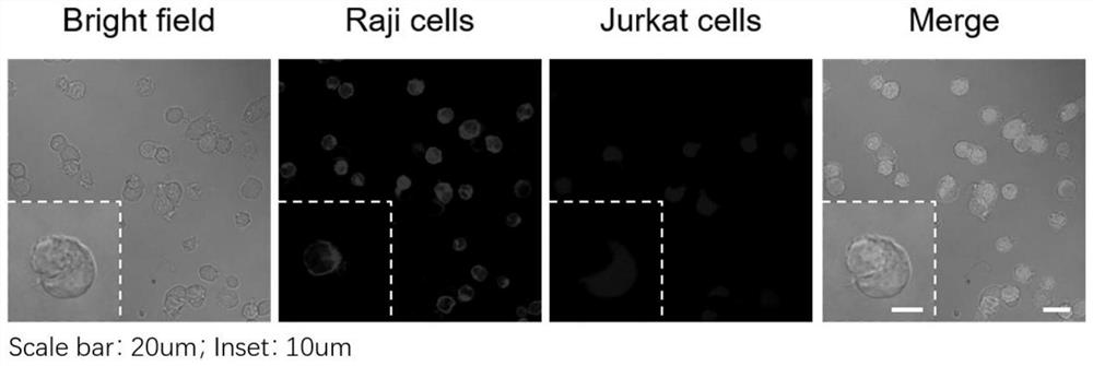 Protein proximity labeling method based on DNA nanotechnology and application thereof