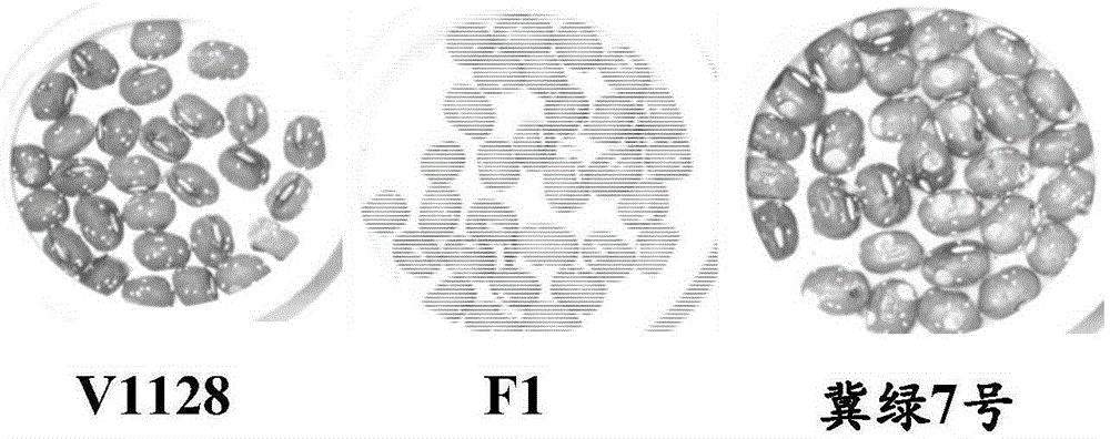 Molecular marker for assisted selection of green bean bruchid-resistant new gene Br3 and application of molecular marker