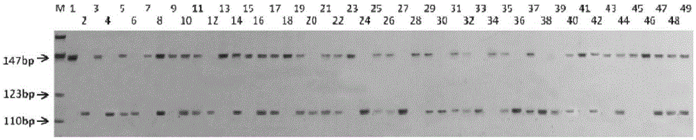 Molecular marker for assisted selection of green bean bruchid-resistant new gene Br3 and application of molecular marker