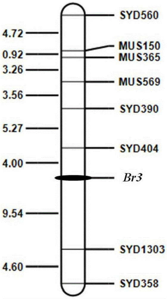 Molecular marker for assisted selection of green bean bruchid-resistant new gene Br3 and application of molecular marker