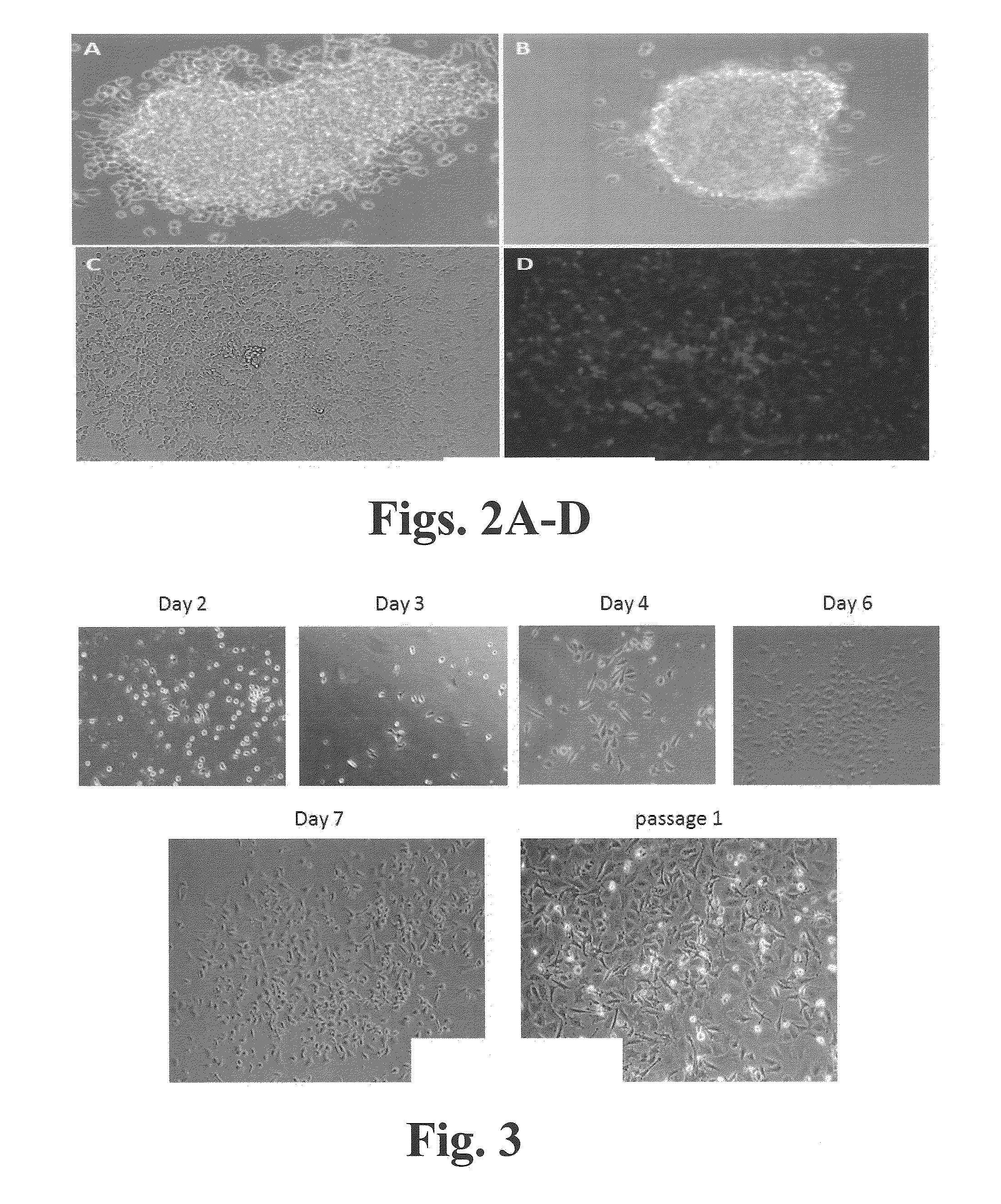 Methods and compositions for expansion of stem cells and other cells