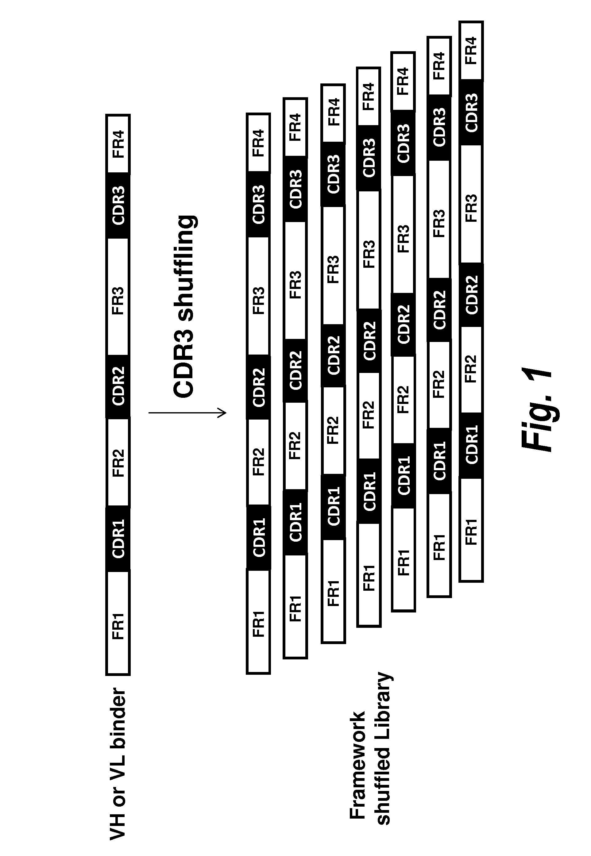 Antibody screening methods