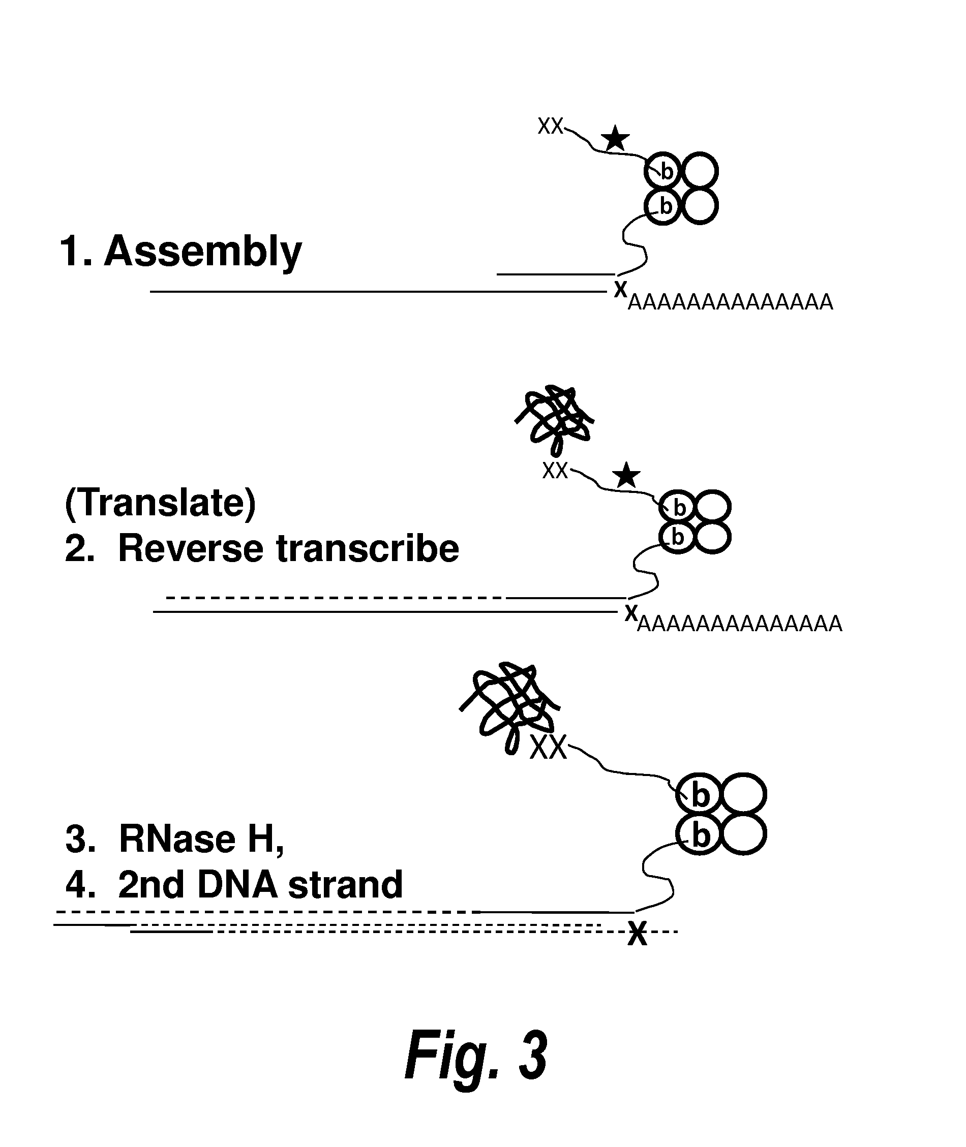 Antibody screening methods