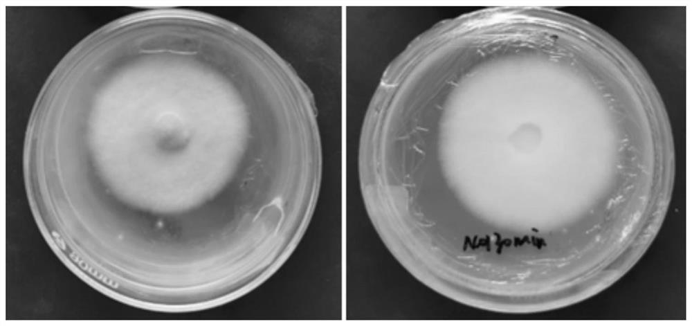 A kind of anti-ultraviolet and high-temperature-resistant high-virulence Ijuvium javanica mutagenic strain ijuv-6 and its application