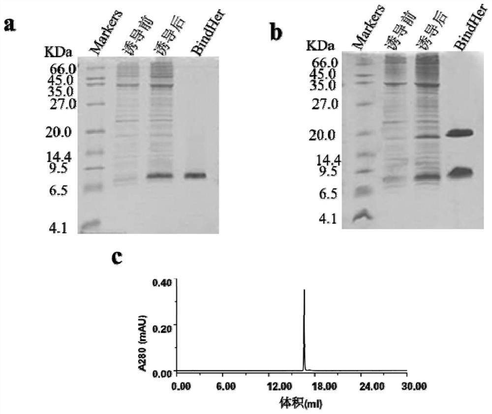 Binding protein for targeted binding of HER2 and preparation method and application of binding protein