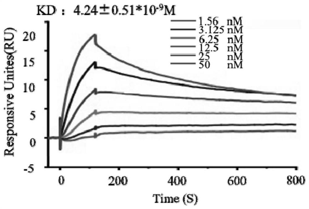 Binding protein for targeted binding of HER2 and preparation method and application of binding protein