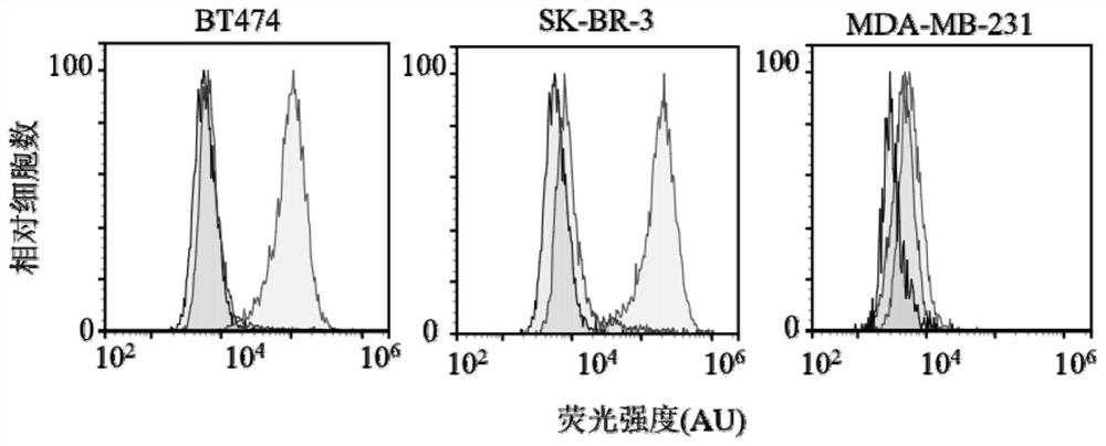 Binding protein for targeted binding of HER2 and preparation method and application of binding protein