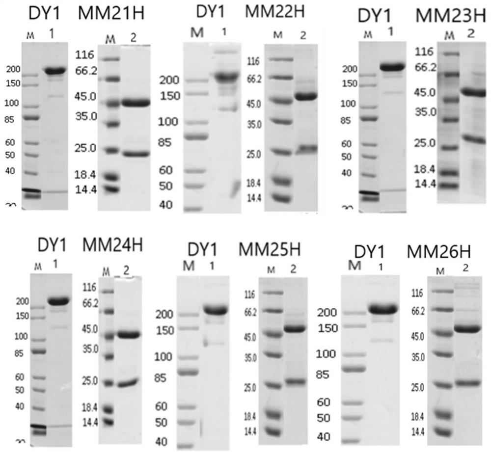 Antibody for resisting FGF21 carboxyl terminal and application thereof