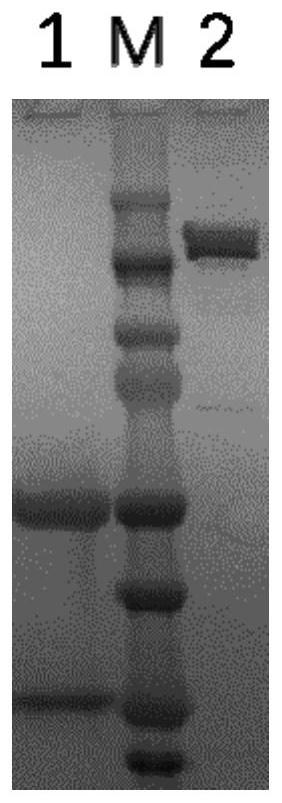 Antibody for resisting FGF21 carboxyl terminal and application thereof