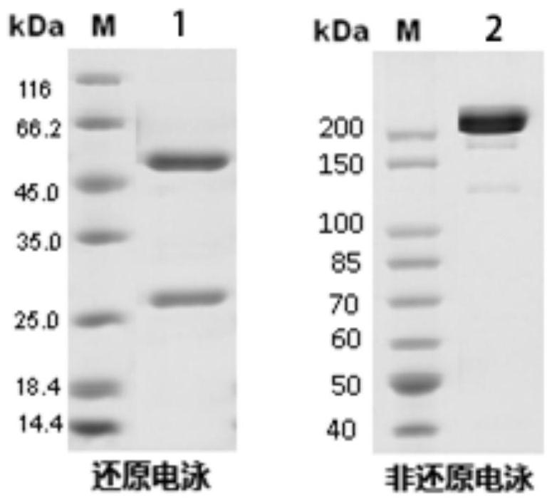 Antibody for resisting FGF21 carboxyl terminal and application thereof