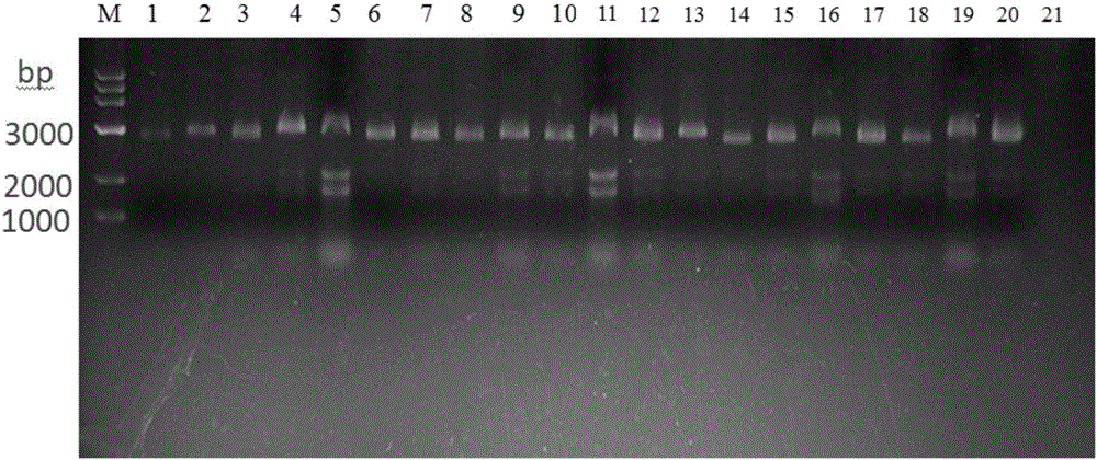 Polypeptide specifically bound with tuberculosis-positive serum and diagnosing kit