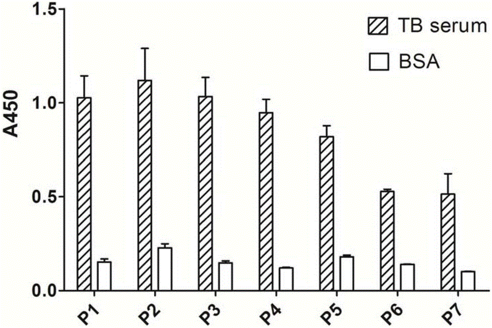 Polypeptide specifically bound with tuberculosis-positive serum and diagnosing kit