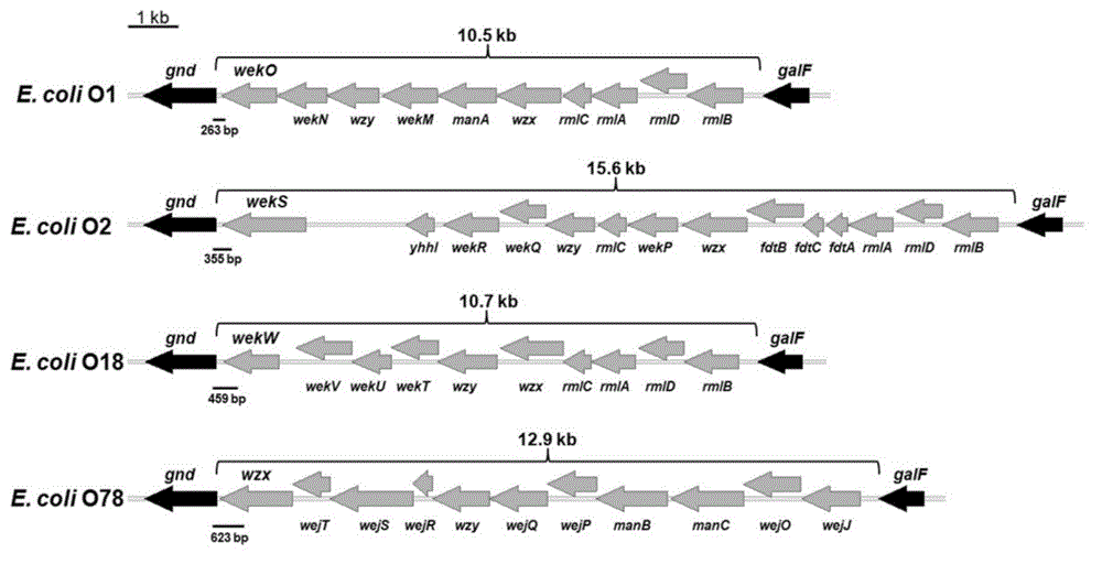 Escherichia coli O1, O2, O18 and O78 serotype detection kit and detection method thereof