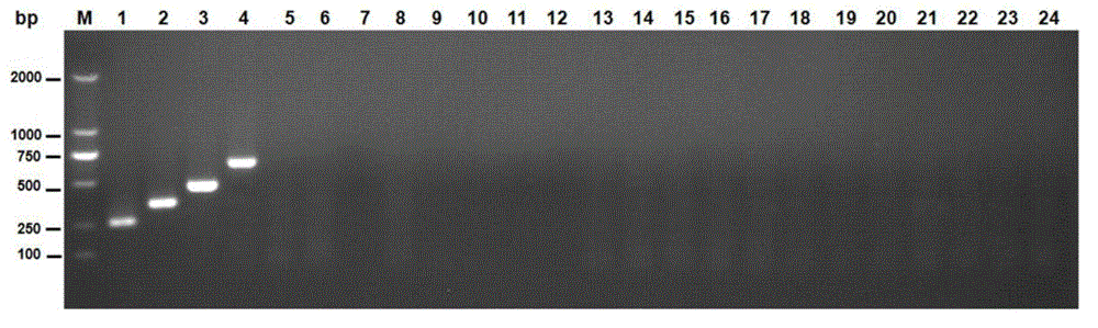 Escherichia coli O1, O2, O18 and O78 serotype detection kit and detection method thereof