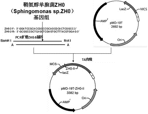 Sphingomonas alginate lyase gene ZH0-II as well as prokaryotic expression vector and application thereof