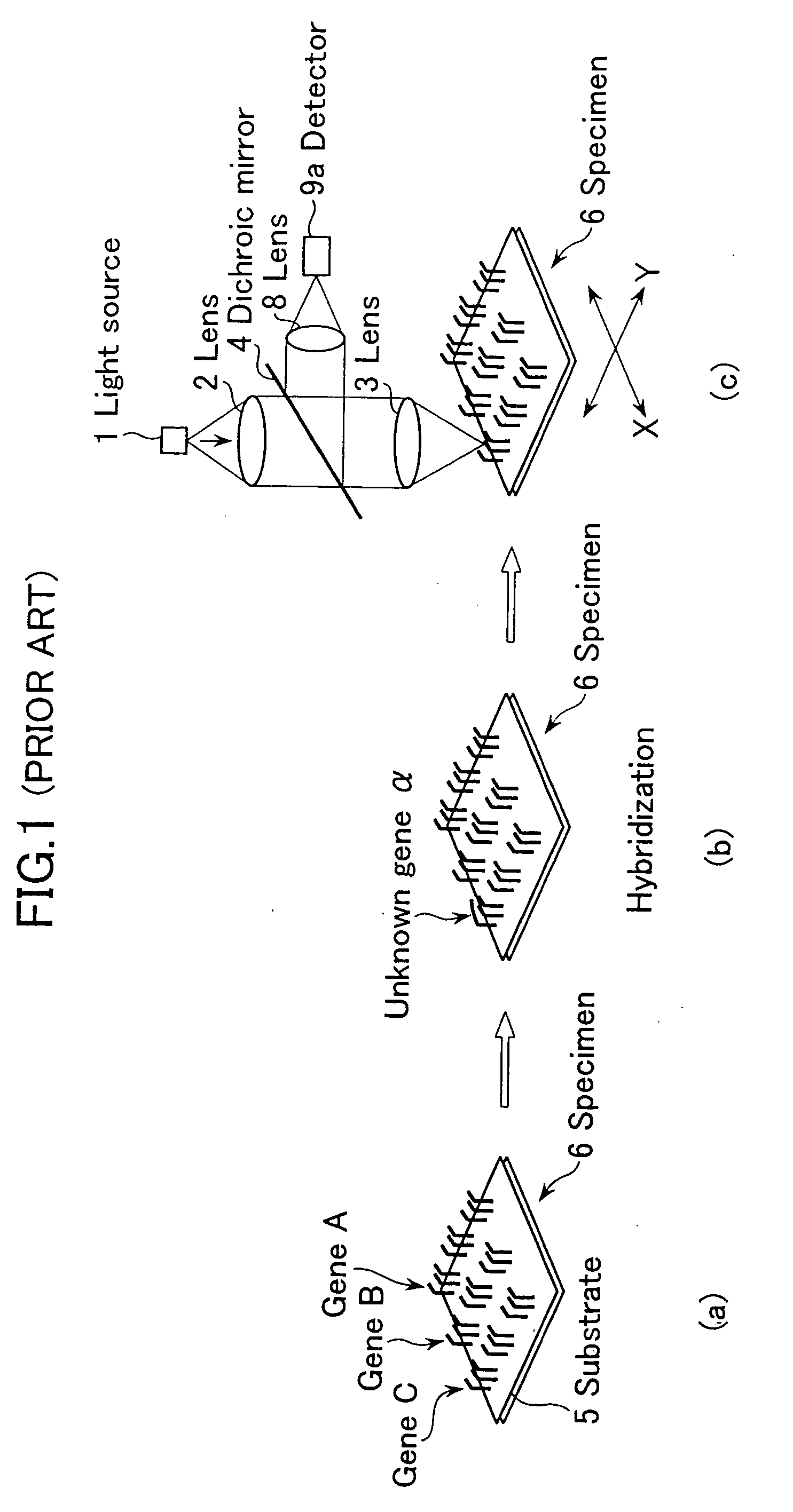 Biochip reader and fluorometric imaging apparatus