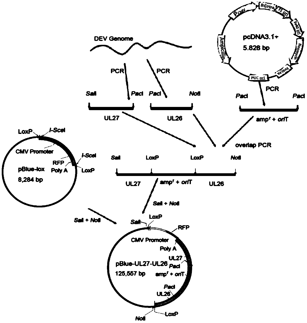 Construction method and use of duck enteritis virus bacterial artificial chromosome