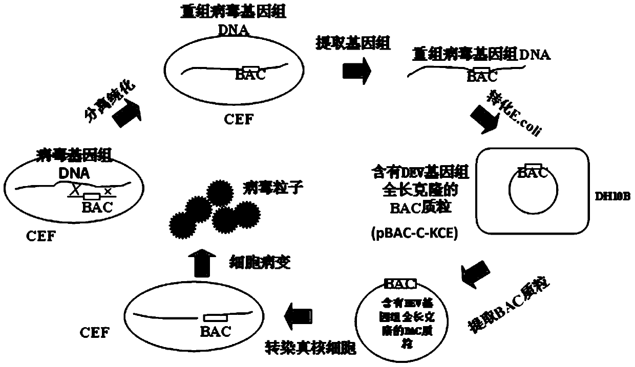 Construction method and use of duck enteritis virus bacterial artificial chromosome