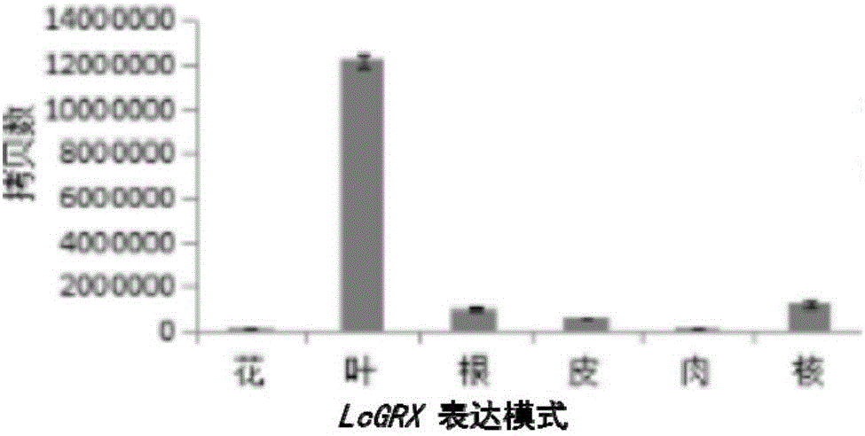 Litchi leaf specific expression gene LcGRX promoter and application thereof