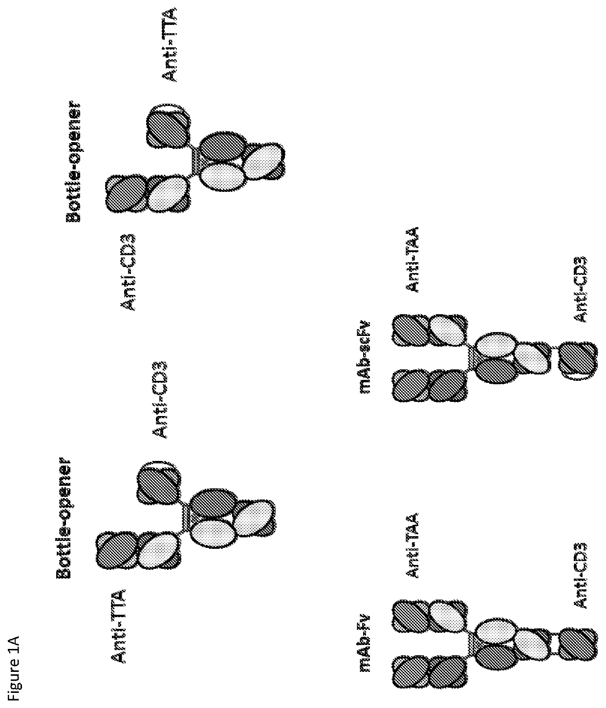 Heterodimeric antibodies that bind CD3 and tumor antigens