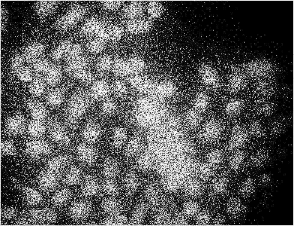 Preserving fluid of hepatic cells for biological artificial liver and preparation method thereof