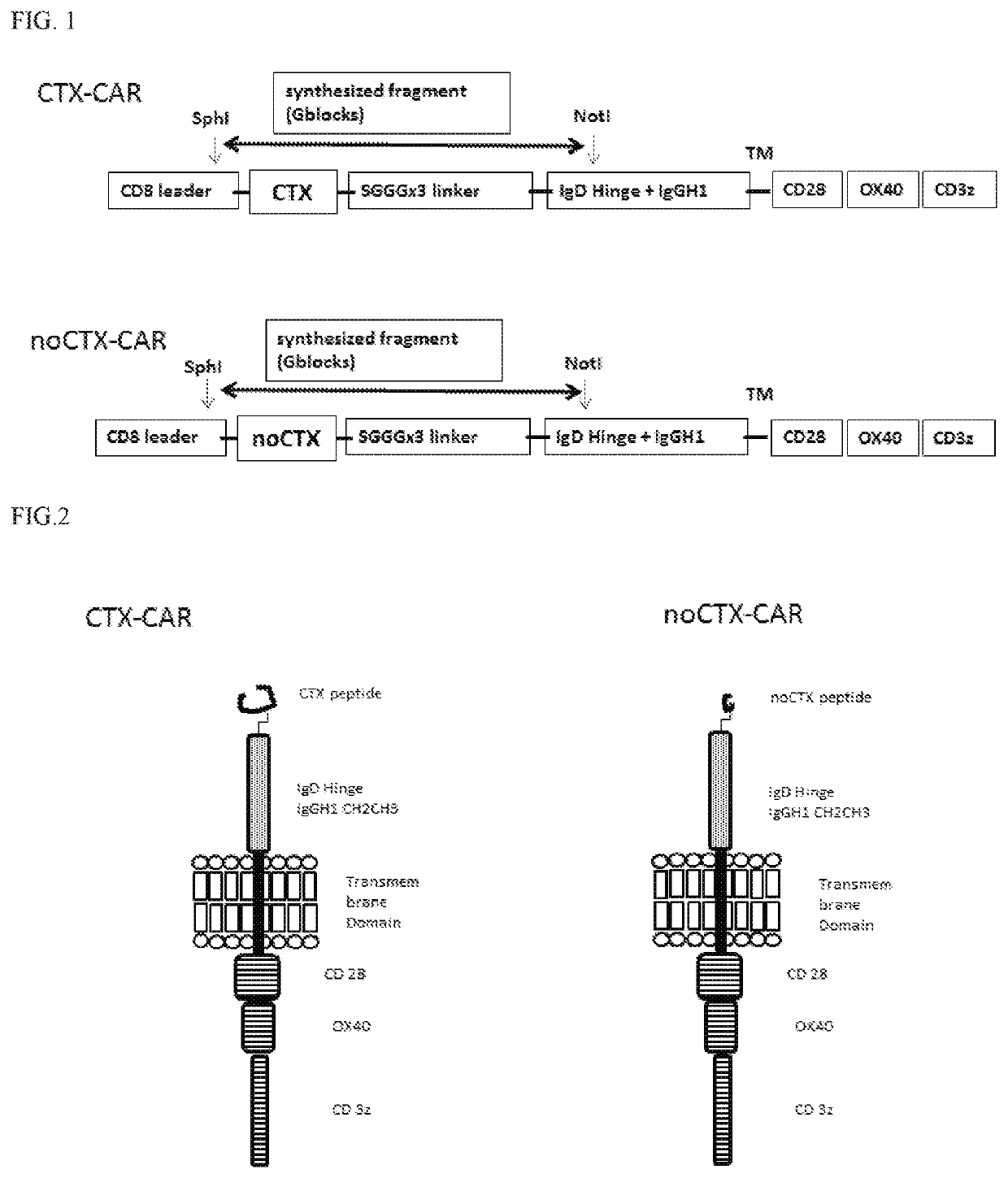 Chimeric chlorotoxin receptors