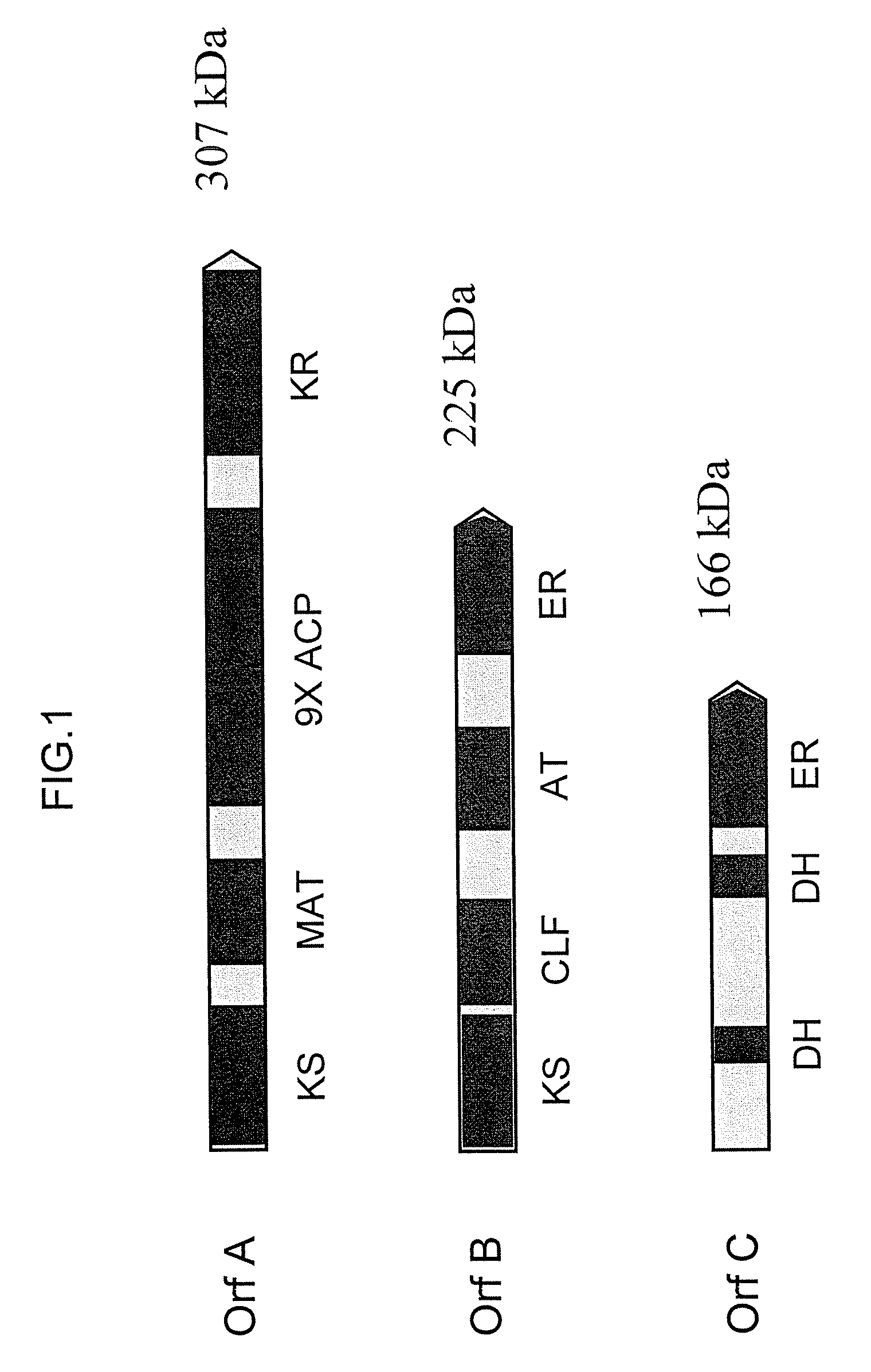 PUFA polyketide synthase systems and uses thereof