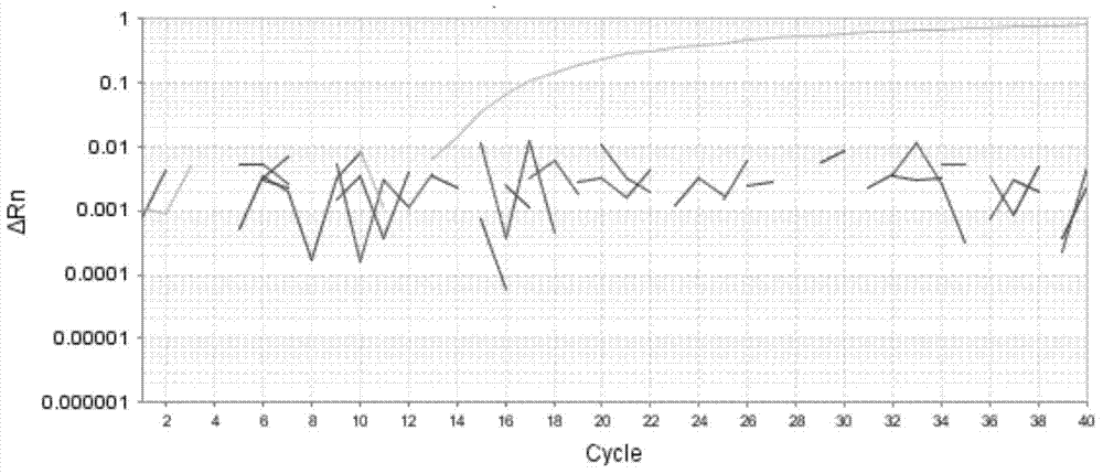 Absolute fluorescent quantitative polymerase chain reaction (PCR) primer pair, probe and method for determining growth titer of mycoplasma hyopneumoniae