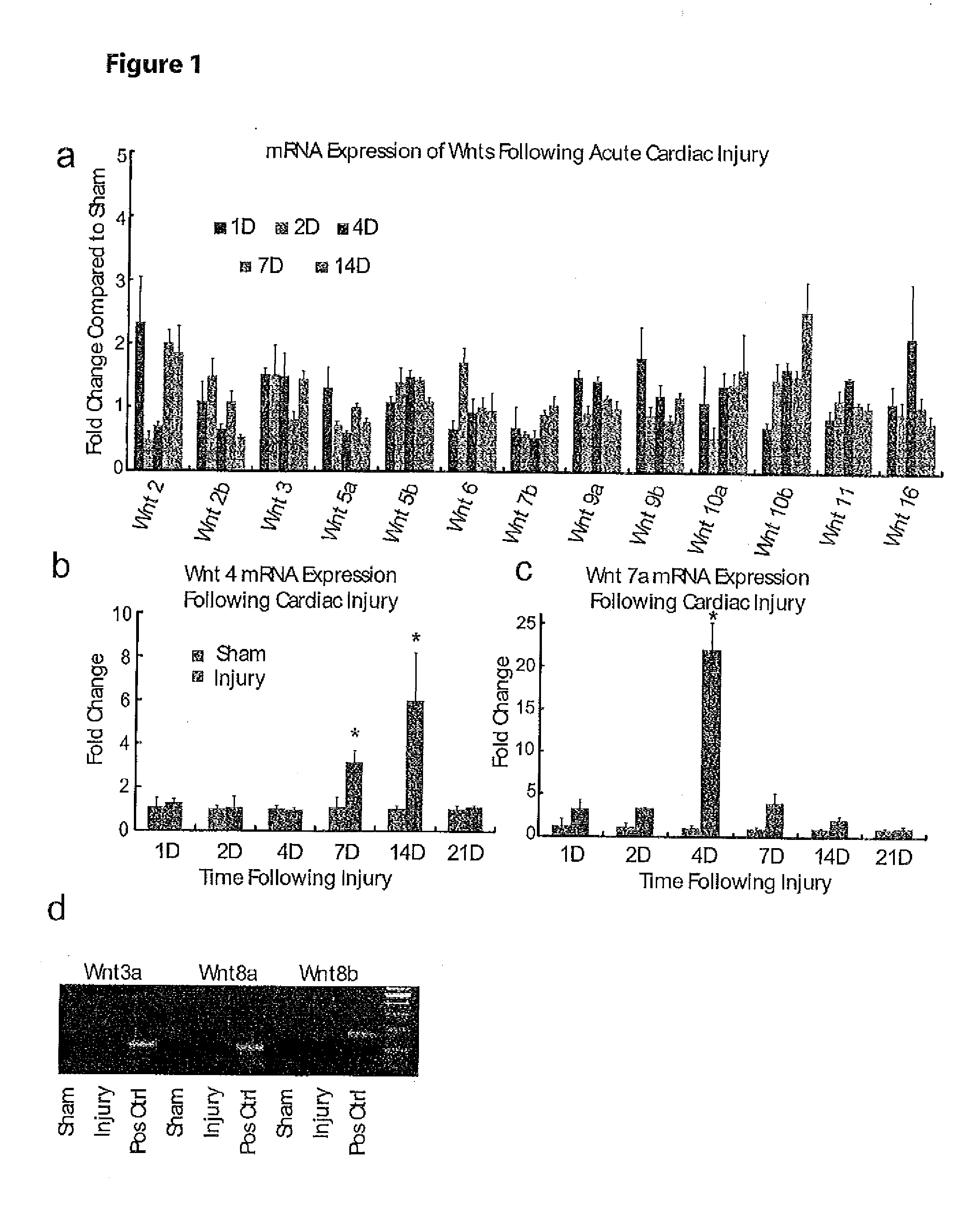 Wnt1 for Treatment of Cardiovascular Disorders and Injuries