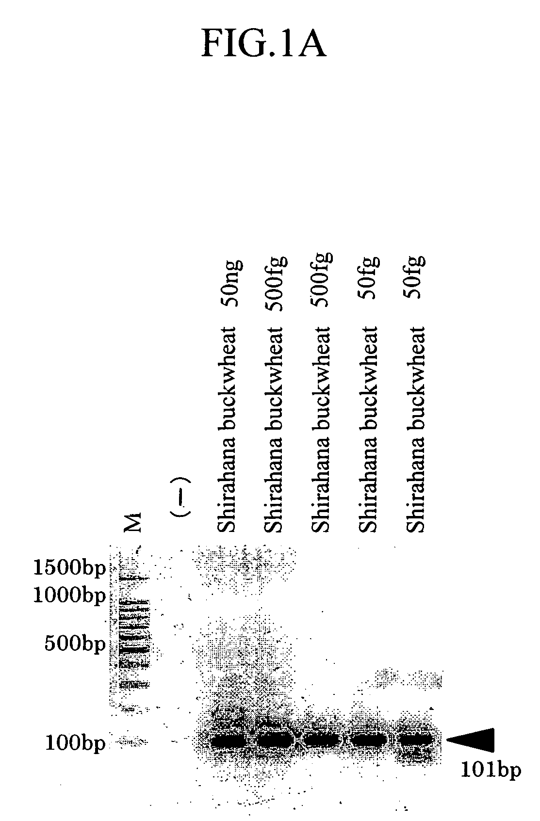 Quantitative Pcr Method of Detecting Specific Plant Genus in Food or Food Ingredient