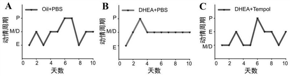 Application of Tempol in preparation of medicine for treating polycystic ovarian syndrome