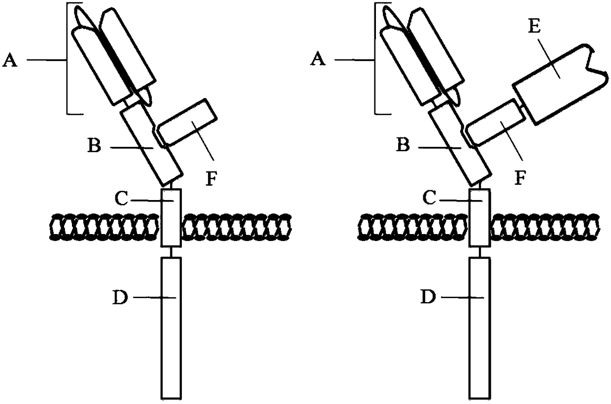 Multi-target chimeric antigen receptor