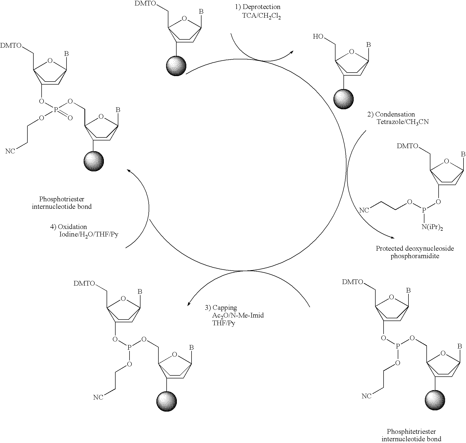 Phosphorus protecting groups