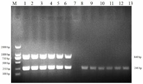 Porcine epidemic diarrhea virus G1/G2 type RT-PCR identification primer set and diagnostic kit thereof